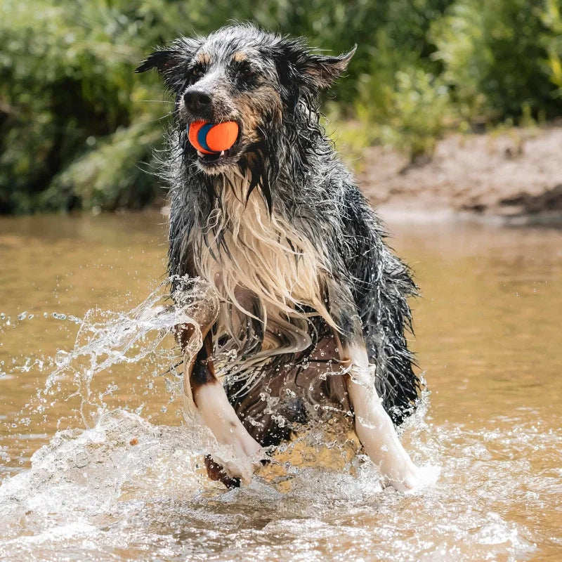 Ultra Ball Dog Toy