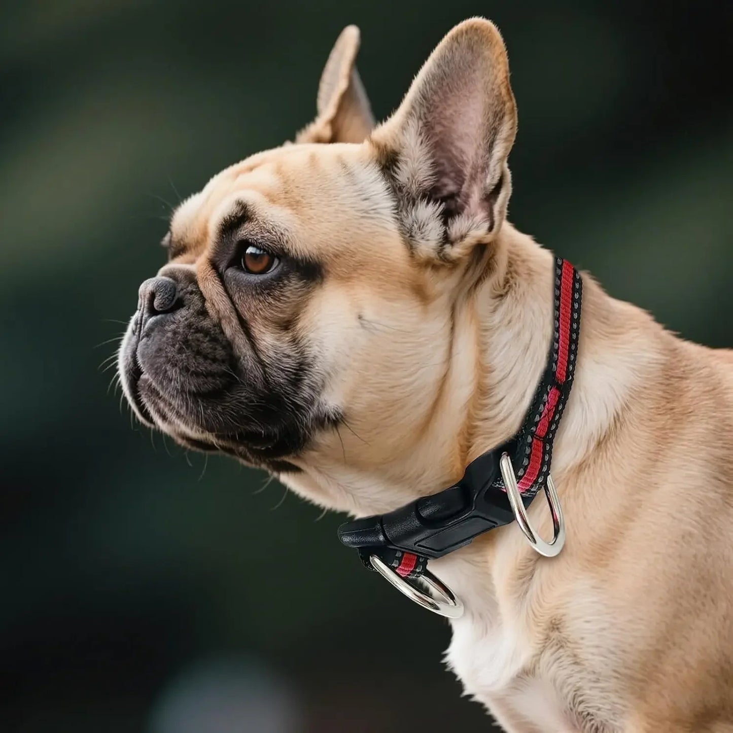 Collar for Small/Medium Dogs, 2-Pack