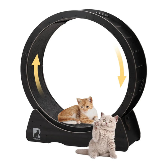 Large Exercise Wheel for Indoor Cats